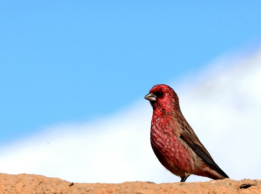 ???????(??: Carpodacus rubicilloides) [?? ??: ????]